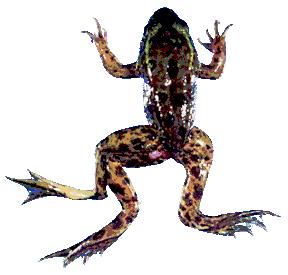A three-legged Mink Frog